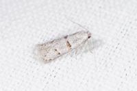 Symmocoides oxybiella