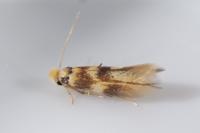 Bucculatrix thoracella