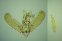 Elachista lugdunensis