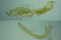 Stenoptilia
