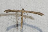 Stenoptilia