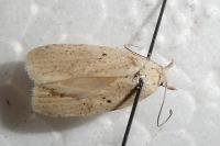 Agonopterix assimilella