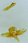Crassa unitella
