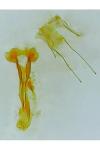 Dichomeris alacella