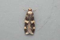 Oegoconia