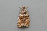 Celypha rivulana