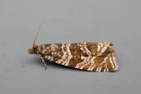 Celypha rivulana