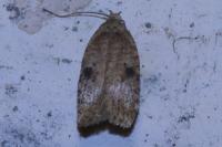 Agonopterix propinquella
