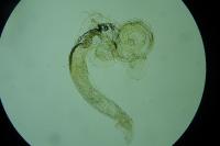 Coleophora flaviella
