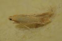 Tischeria ekebladella