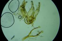 Tischeria ekebladella
