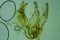 Tischeria ekebladella