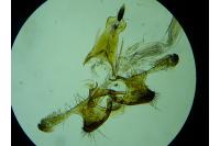 Coleophora oriolella