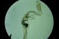 Coleophora oriolella