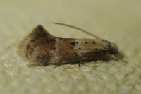 Elachista agelensis