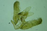 Elachista agelensis
