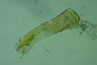 Elachista agelensis