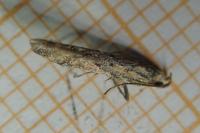 Metzneria hilarella