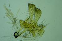 Metzneria hilarella