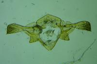 Metzneria hilarella