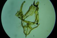 Megacraspedus lanceolellus