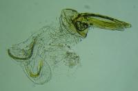 Megacraspedus lanceolellus