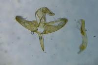 Batia lambdella