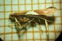 Caloptilia stigmatella