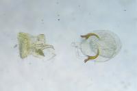 Caloptilia stigmatella