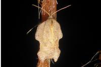 Acleris emargana