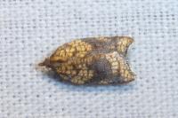 Acleris rhombana