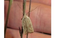 Agonopterix nervosa