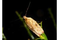 Agonopterix nervosa