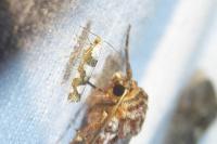 Argyresthia brockeella