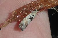 Epinotia ramella