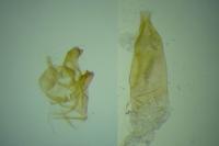 Oxypteryx unicolorella