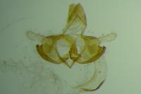 Coleophora alcyonipennella