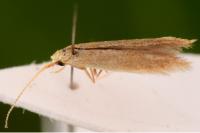 Coleophora badiipennella
