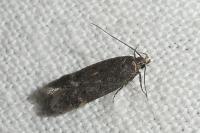 Bryotropha similis