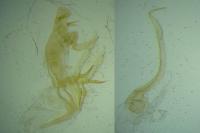 Bryotropha similis