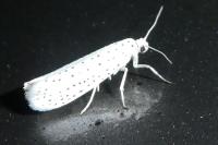 Yponomeuta evonymella