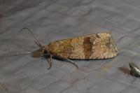 Celypha striana
