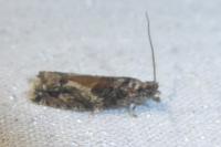 Epinotia nisella