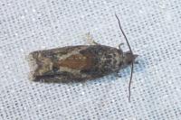 Epinotia nisella