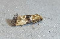 Eupoecilia angustana