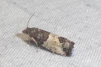 Spilonota ocellana