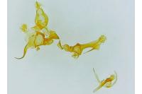 Anarsia lineatella