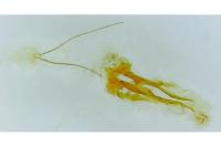 Dichomeris alacella