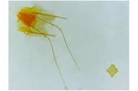 Teleiodes luculella
