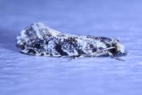 Nemapogon granellus